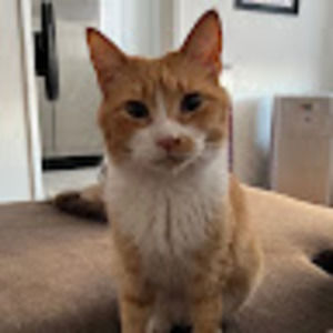 Meet your Posher, Loretta